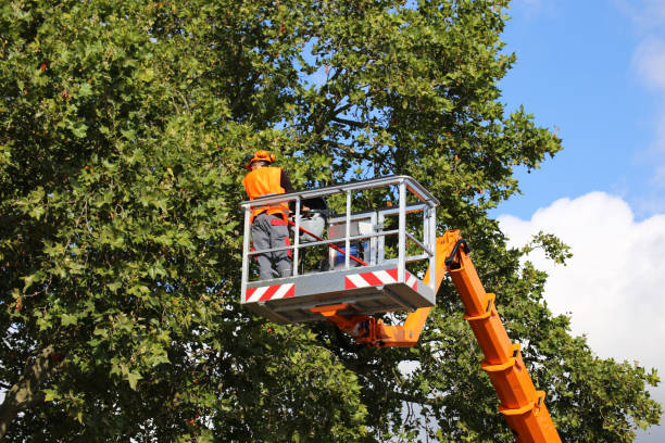 Best Tree and Shrub Care  in Westview, FL